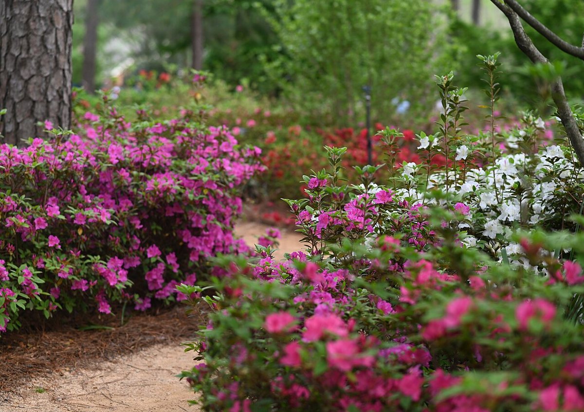 blooming azaleas along the path at the WRAL Azalea Garden