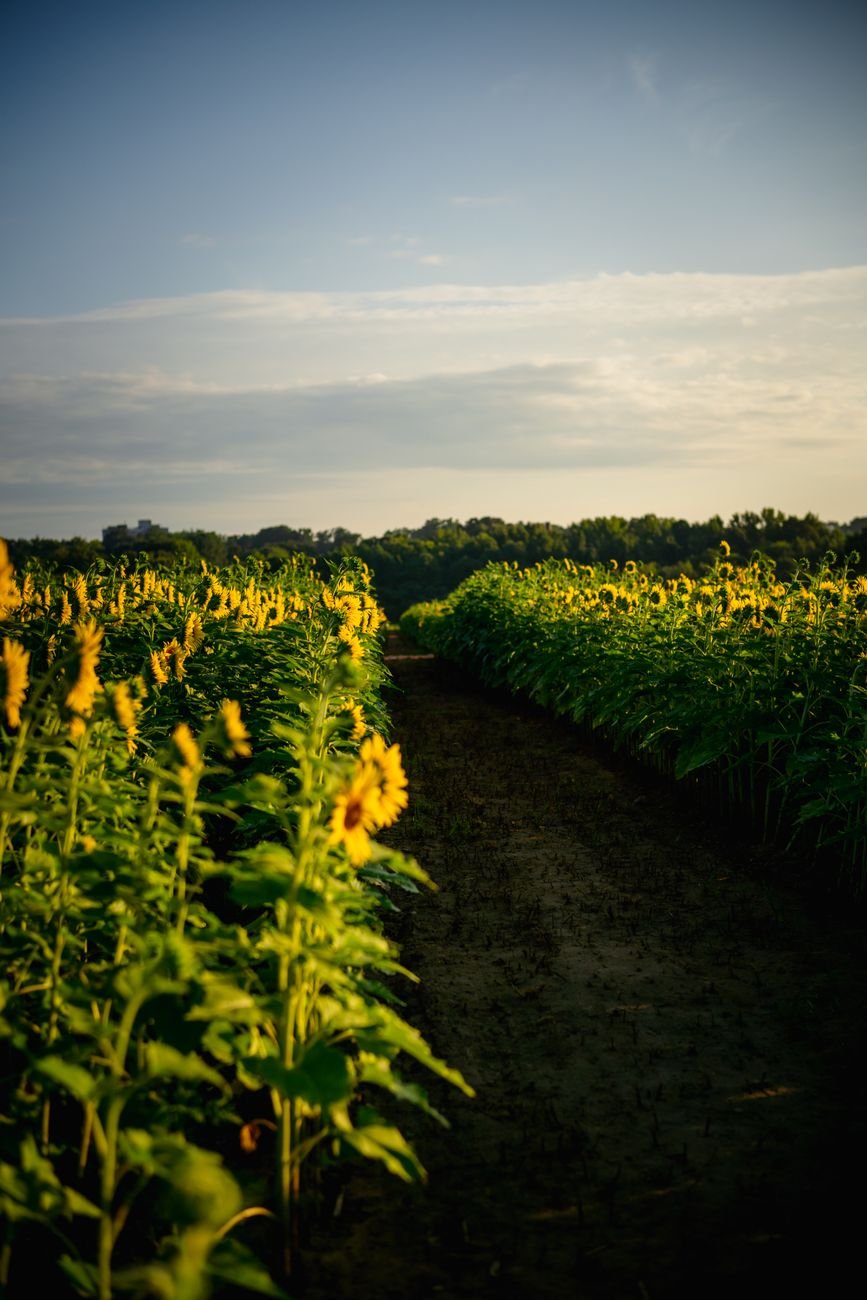 best parks in raleigh
