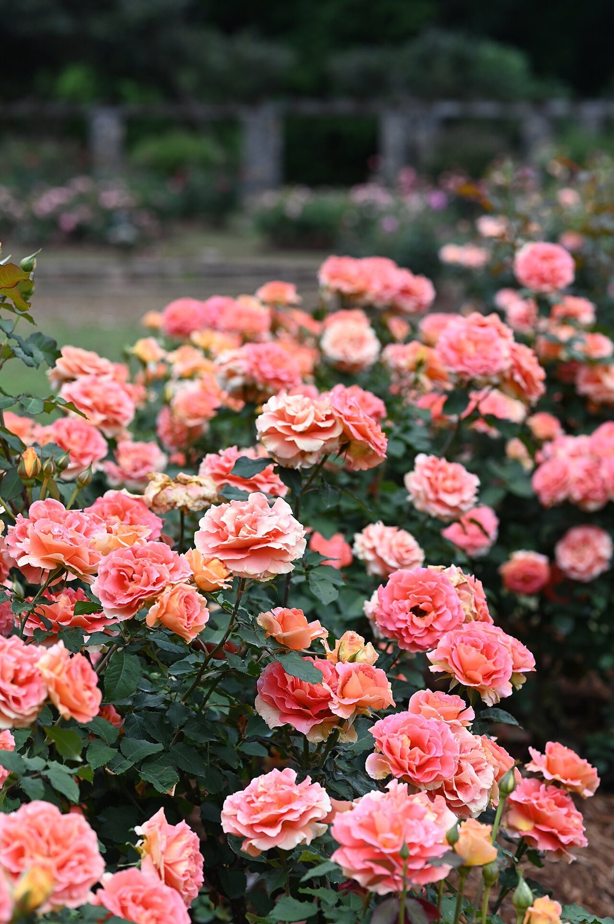 couple strolling through terraced rose beds at the Raleigh Rose Garden in Five Points