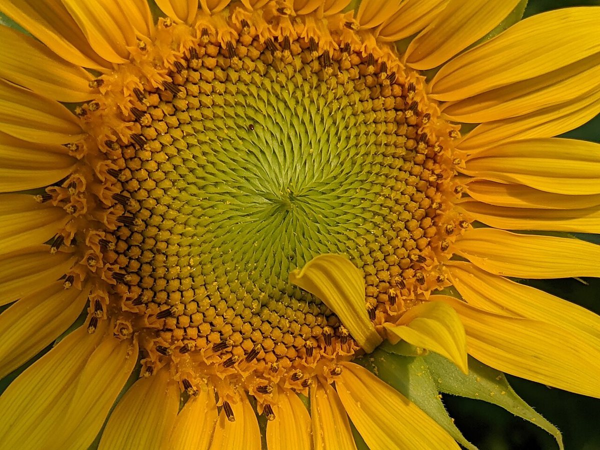 A sunflower in full bloom at Dorothea Dix Park in Raleigh