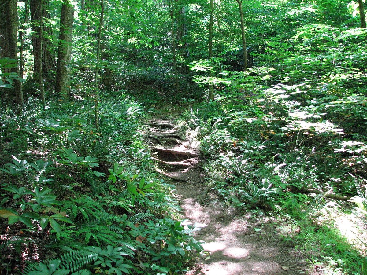Sunlit hiking trail through spring forest at William B. Umstead State Park near Raleigh